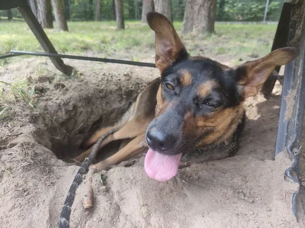 Pies do adopcji, Sopot, 23 października 2025 (2/4)