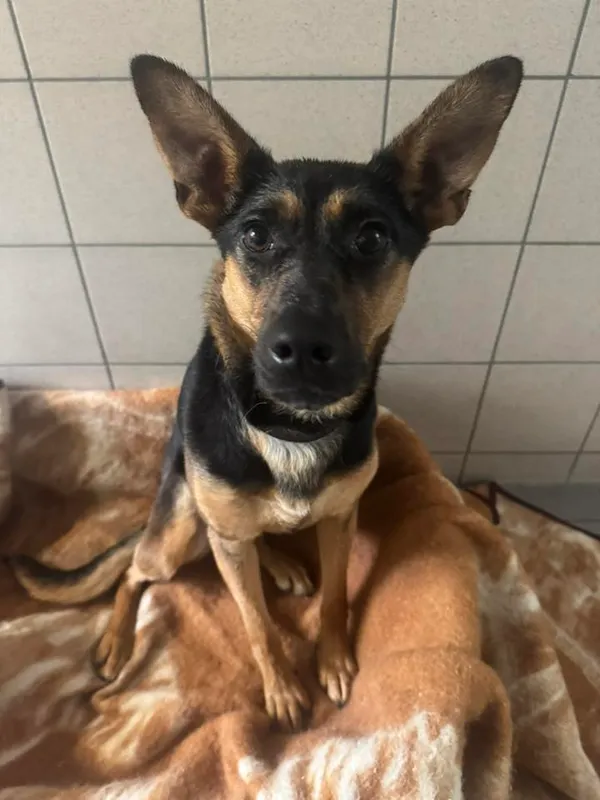 Pies do adopcji, Sopot, 23 października 2025 (3/4)