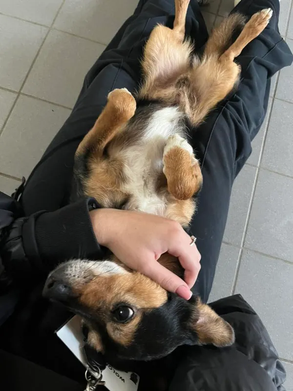 Pies do adopcji, Sopot, 23 października 2025 (1/4)