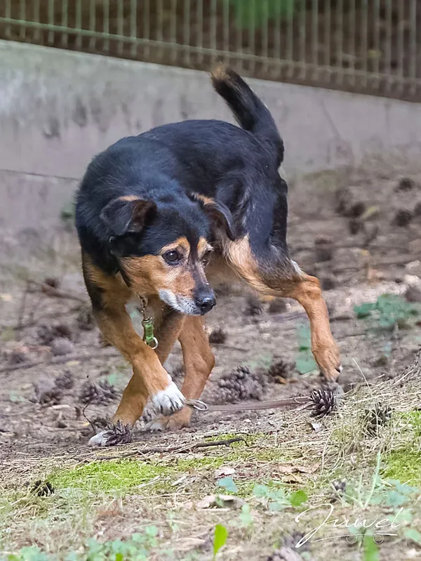 Pies do adopcji, Sopot, 23 października 2025 (2/4)