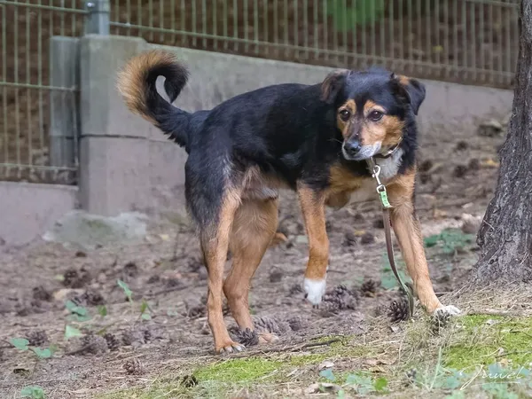 Pies do adopcji, Sopot, 23 października 2025 (3/4)