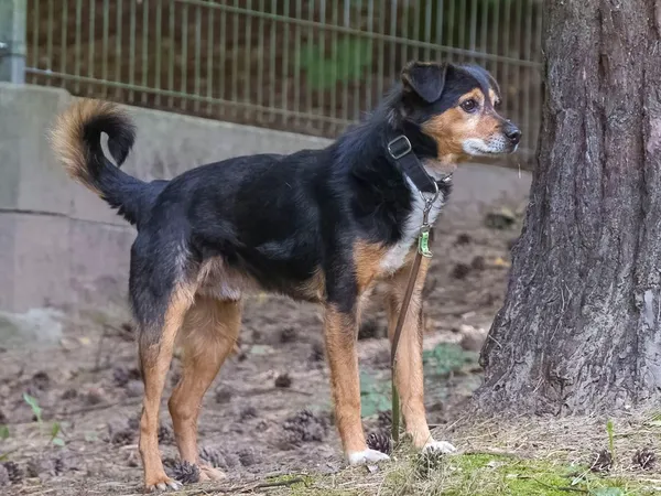 Pies do adopcji, Sopot, 23 października 2025 (4/4)