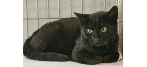 Znaleziono kota, Wrocław, 26 września 2025