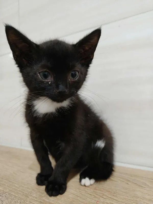 Znaleziono kota, Czartki, 23 października 2025