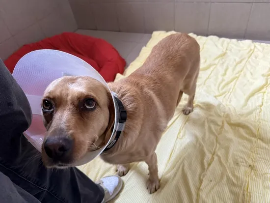 Pies do adopcji, Kraków, 8 października 2025