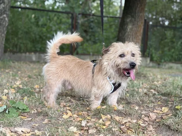 Pies do adopcji, Kraków, 9 października 2025