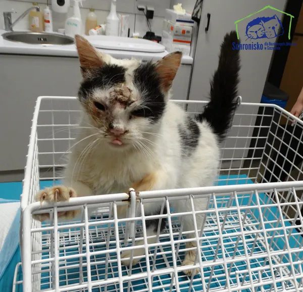 Znaleziono kota, Szczecin, 23 października 2025