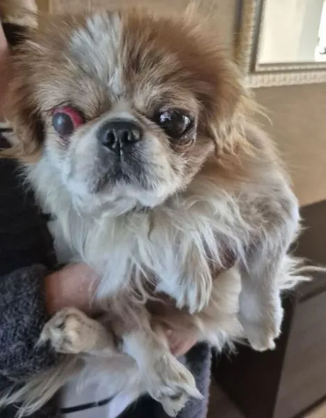 Znaleziono psa, Radom, 23 października 2025