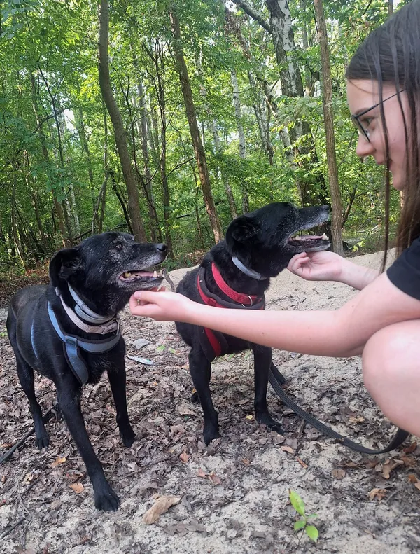 Oddam psa, Warszawa, Henryków, 24 października 2025 (3/6)