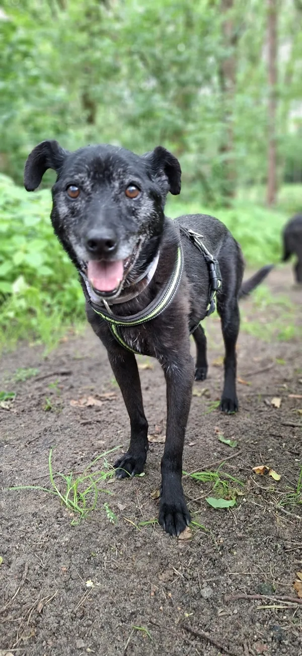 Oddam psa, Warszawa, Henryków, 24 października 2025 (4/6)