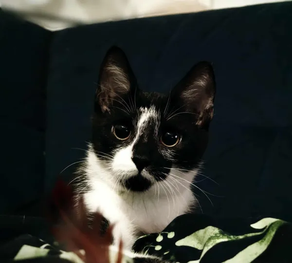 Kot do adopcji, Piła, 7 lipca 2025 (1/5)