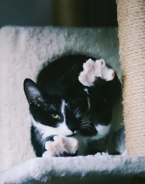 Kot do adopcji, Piła, 7 lipca 2025 (3/5)