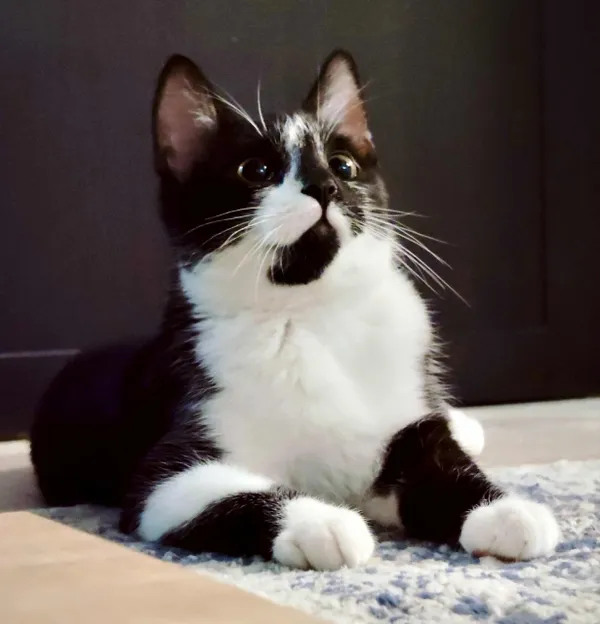 Kot do adopcji, Piła, 7 lipca 2025 (5/5)