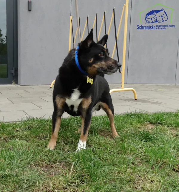 Znaleziono psa, Szczecin, 24 października 2025 (2/2)