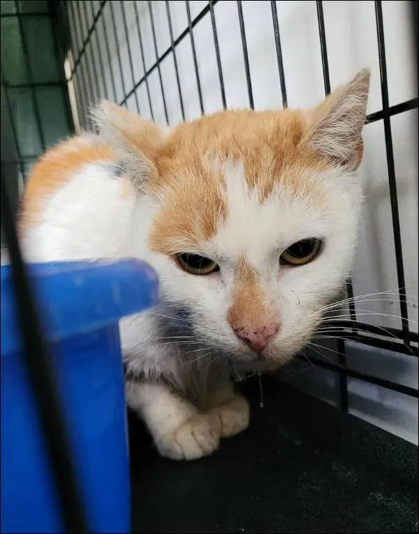 Znaleziono kota, Grudziądz, 24 października 2025