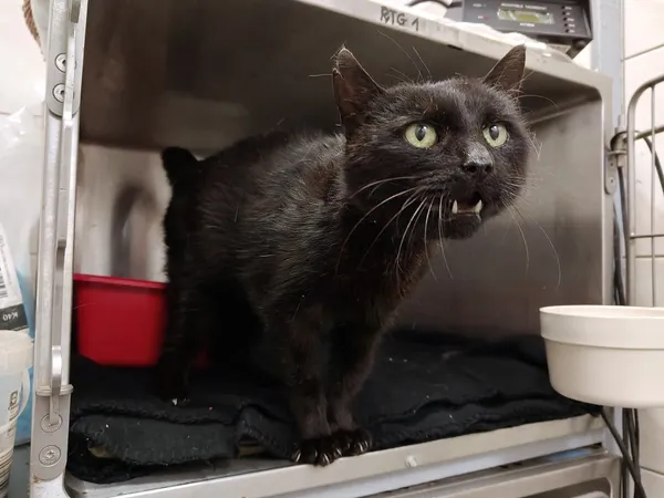 Kot do adopcji, Włocławek, 23 października 2025 (1/3)