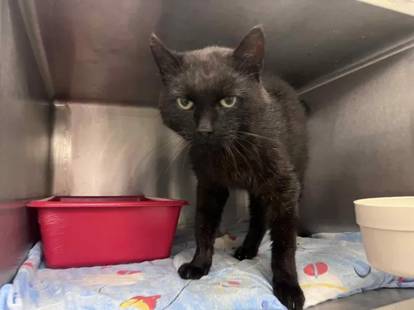 Kot do adopcji, Włocławek, 23 października 2025 (2/3)