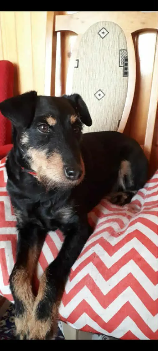 Zaginął pies, Rybienko Stare, 24 października 2025 (3/3)