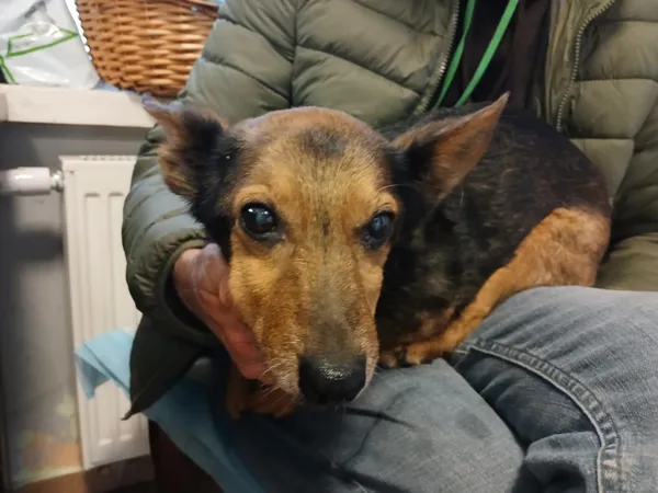 Pies do adopcji, Włocławek, 23 października 2025 (2/2)