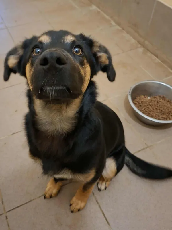 Znaleziono psa, Olsztyn, 23 października 2025 (2/2)