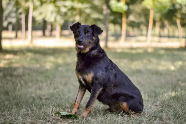 Pies do adopcji, Radom, 24 października 2025 (3/5)