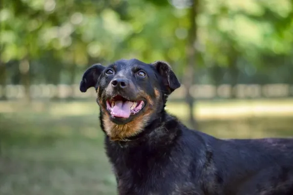 Pies do adopcji, Radom, 24 października 2025 (5/5)