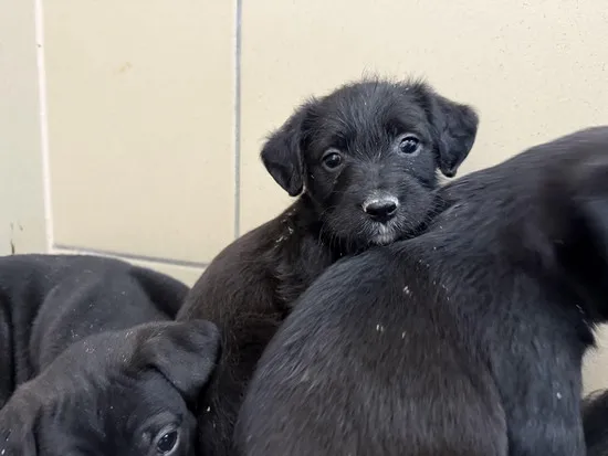 Pies do adopcji, Kraków, 23 października 2025