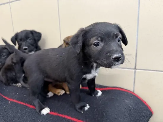 Pies do adopcji, Kraków, 23 października 2025