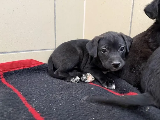 Pies do adopcji, Kraków, 23 października 2025