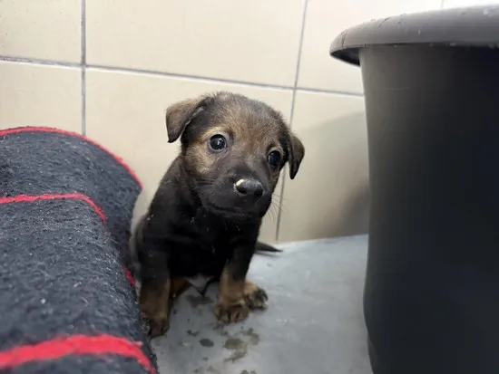 Pies do adopcji, Kraków, 23 października 2025