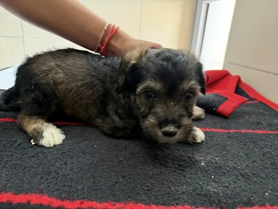 Pies do adopcji, Kraków, 23 października 2025