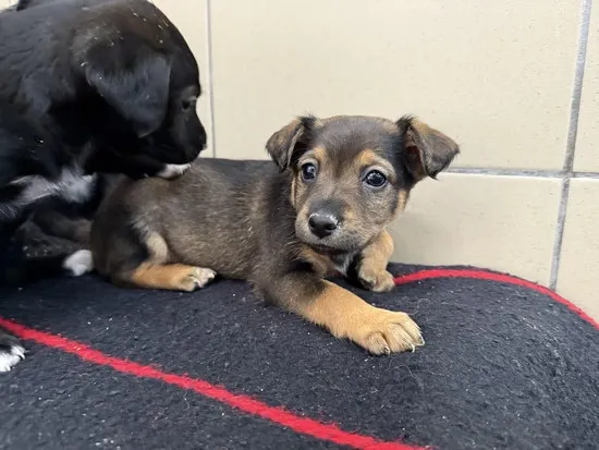 Pies do adopcji, Kraków, 23 października 2025