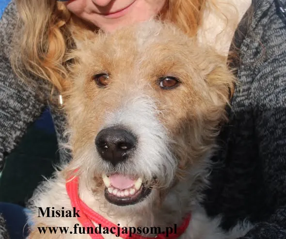 Pies do adopcji, Nowy Dwór Mazowiecki, 24 października 2025 (1/5)