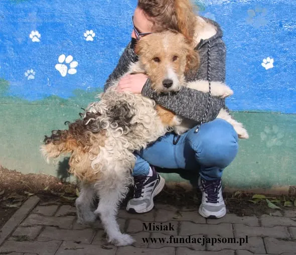 Pies do adopcji, Nowy Dwór Mazowiecki, 24 października 2025 (2/5)