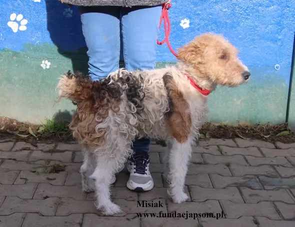 Pies do adopcji, Nowy Dwór Mazowiecki, 24 października 2025 (5/5)