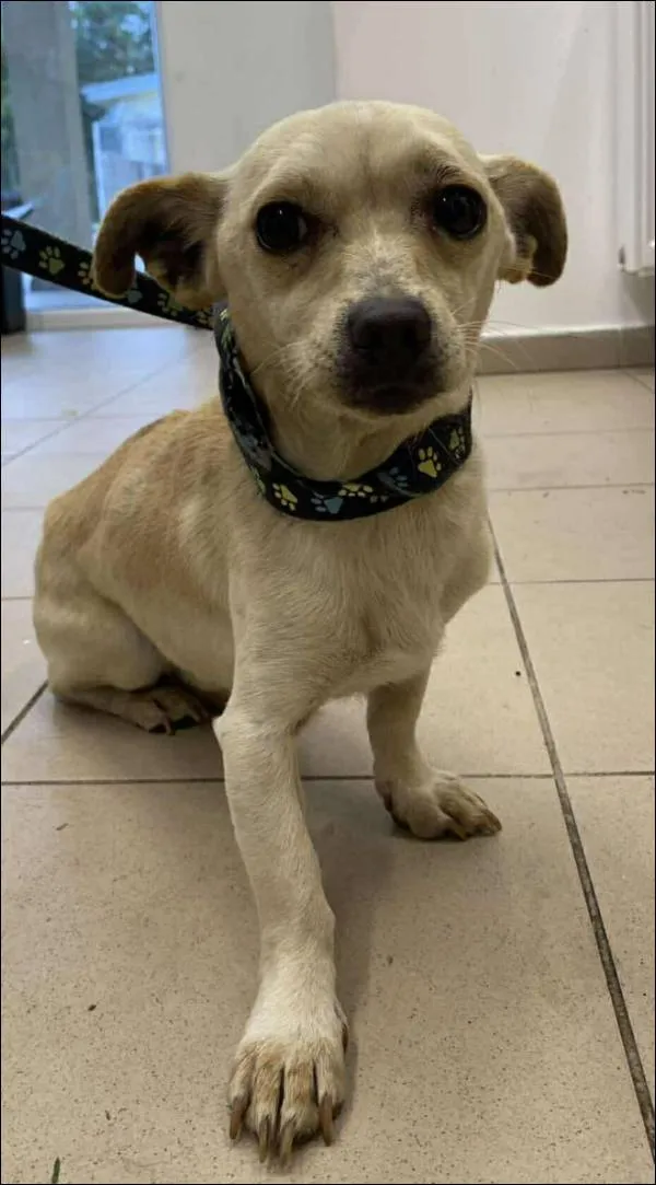 Znaleziono psa, Grudziądz, 24 października 2025