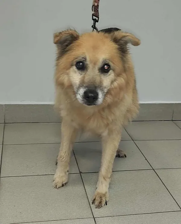 Znaleziono psa, Lublin, 24 października 2025