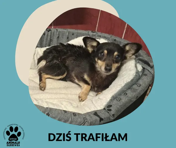 Znaleziono psa, Dąbrówka, 22 października 2025