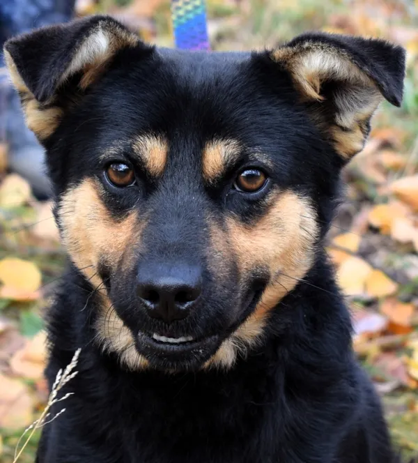 Znaleziono psa, Pieckowo, 23 października 2025 (1/5)