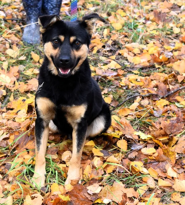 Znaleziono psa, Pieckowo, 23 października 2025 (3/5)