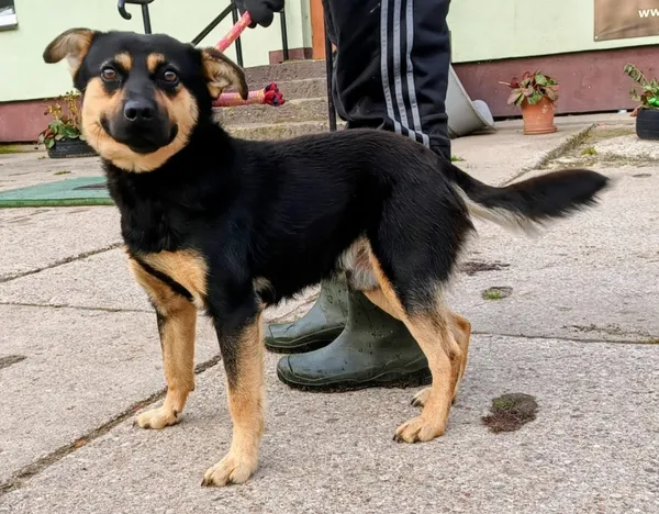 Znaleziono psa, Pieckowo, 23 października 2025 (5/5)