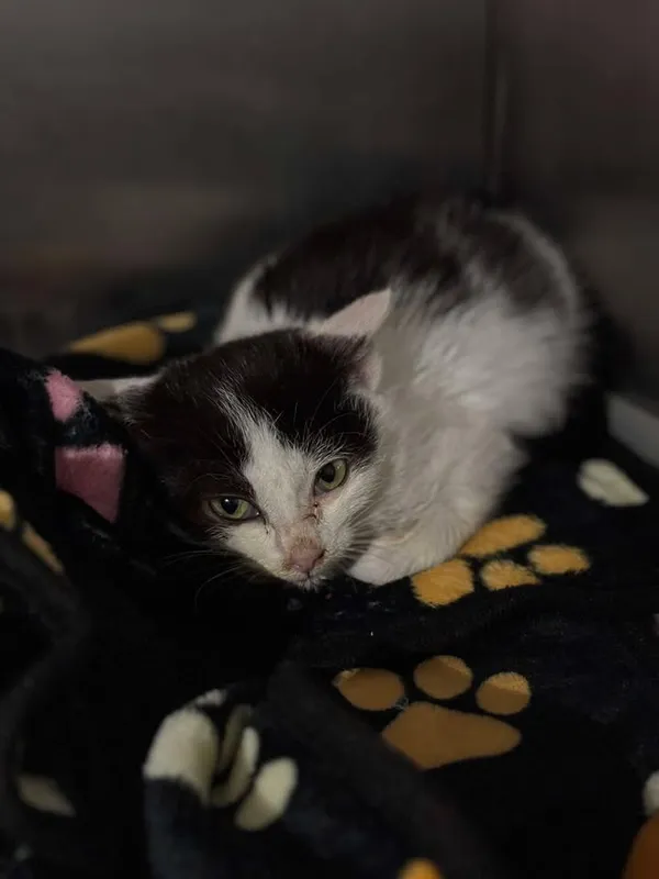 Znaleziono kota, Lublin, 18 października 2025