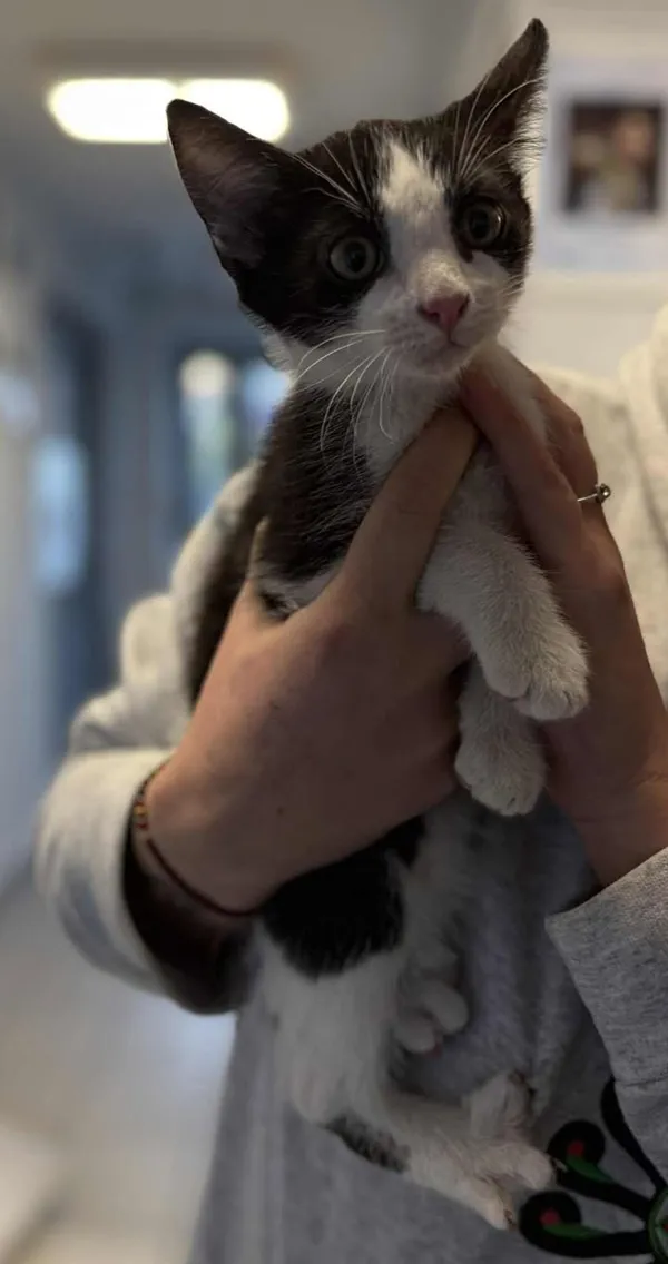 Znaleziono kota, Lublin, 21 października 2025