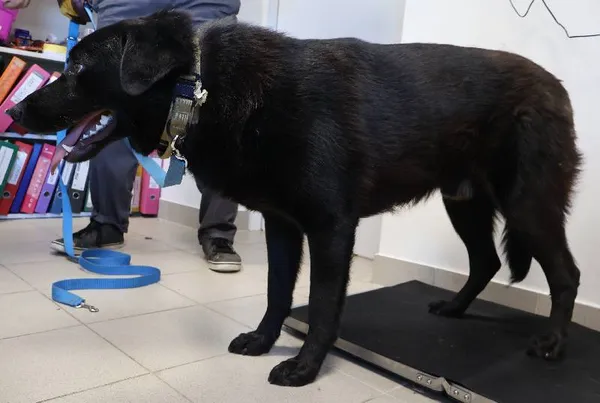 Znaleziono psa, Łódź, 25 października 2025 (3/3)