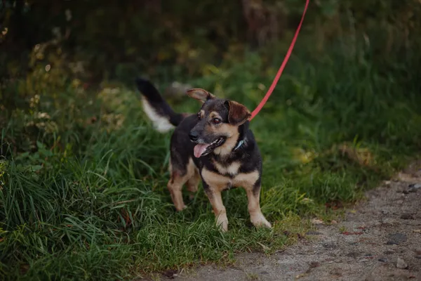 Oddam psa, Warszawa, Bródno, 25 października 2025 (4/4)