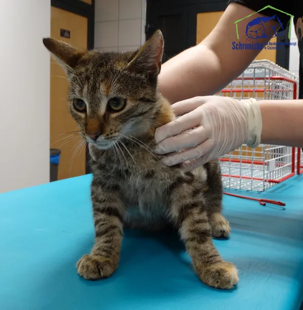 Znaleziono kota, Szczecin, 24 października 2025