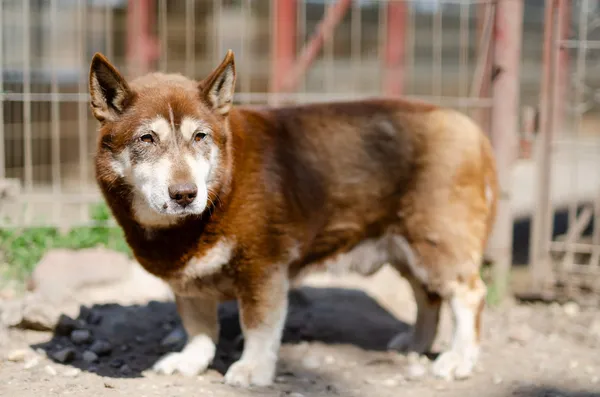 Oddam psa, Olsztyn, Dajtki, 25 października 2025 (2/4)