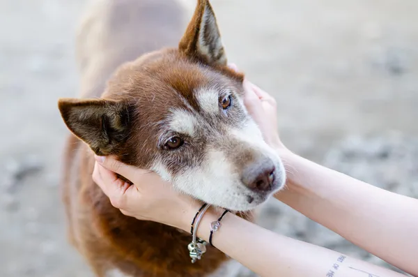 Oddam psa, Olsztyn, Dajtki, 25 października 2025 (4/4)