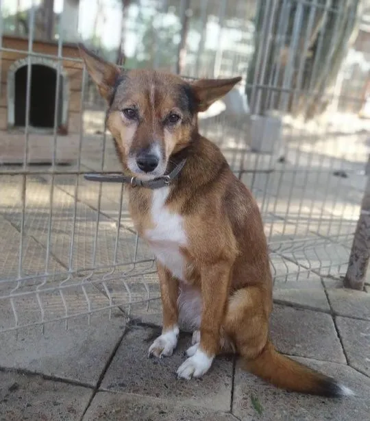 Oddam psa, Olsztyn, Dajtki, 25 października 2025 (1/5)