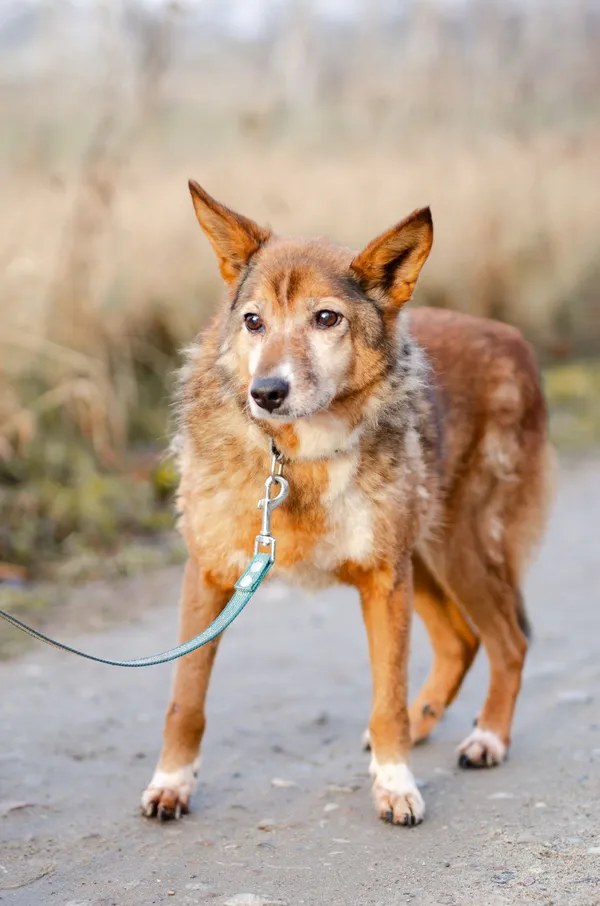 Oddam psa, Olsztyn, Dajtki, 25 października 2025 (2/5)